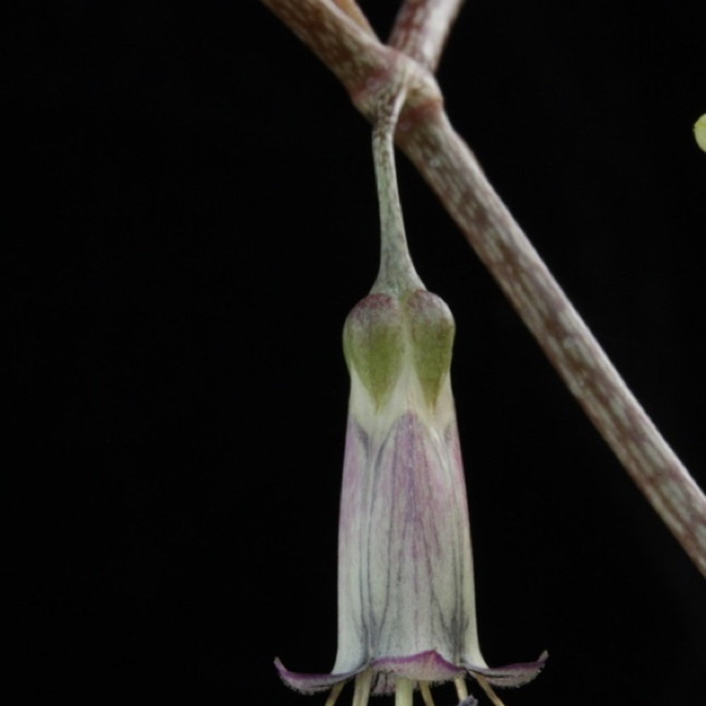 UNROOTED Cuttings RARE Kalanchoe Schizophylla Two Cuttings - Picture 9 of 17